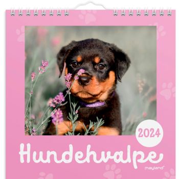 Mayland 2024 24066410 hundehvalpe vægkalender 16x16cm