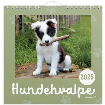 Mayland 2025 25066410 hundehvalpe vægkalender 16x16,4 cm